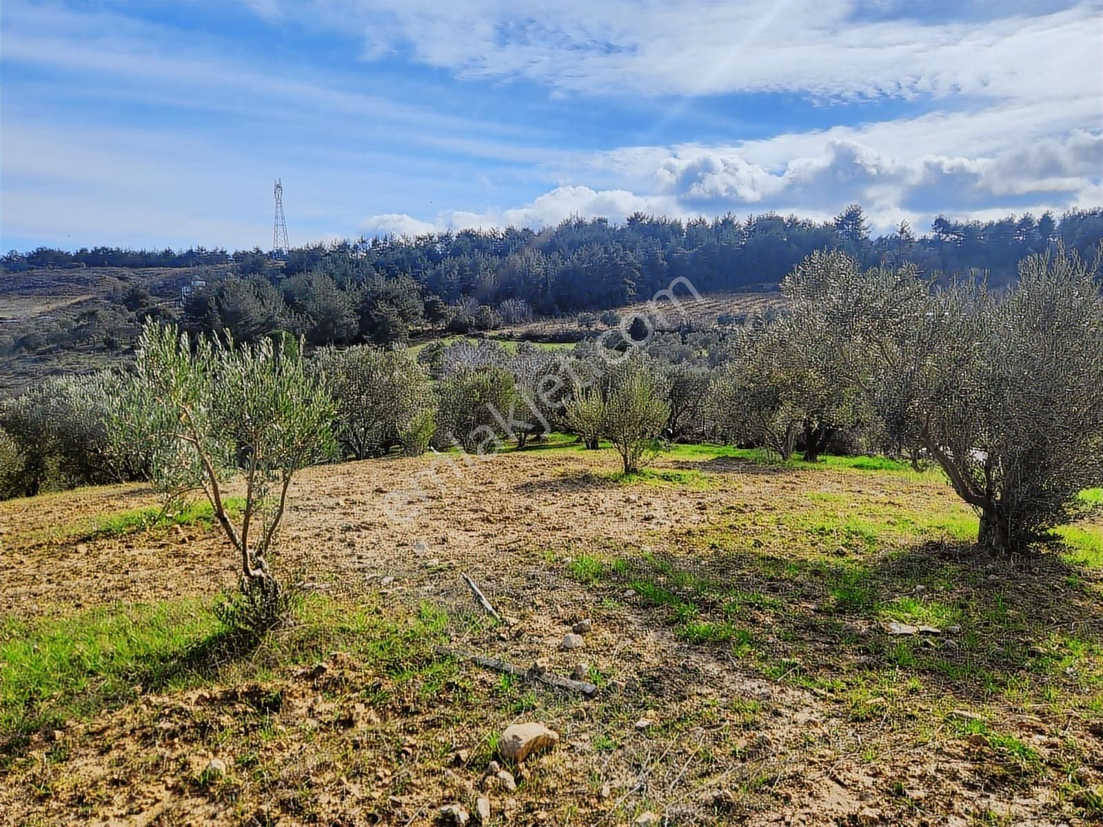 Umurbey'de İmara Bitişik Boğaz Ve Köprü Manzaralı 7 Dönüm Tarla. - Görsel 23