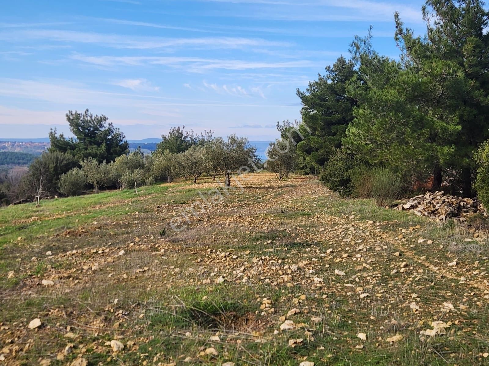 Umurbey'de İmara Bitişik Boğaz Ve Köprü Manzaralı 7 Dönüm Tarla. - Görsel 34
