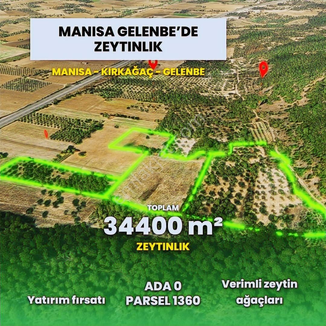 Mir'den Manisa-gelenbe'de, 34.400 M² Üç Parsel Satılık Zeytinlik