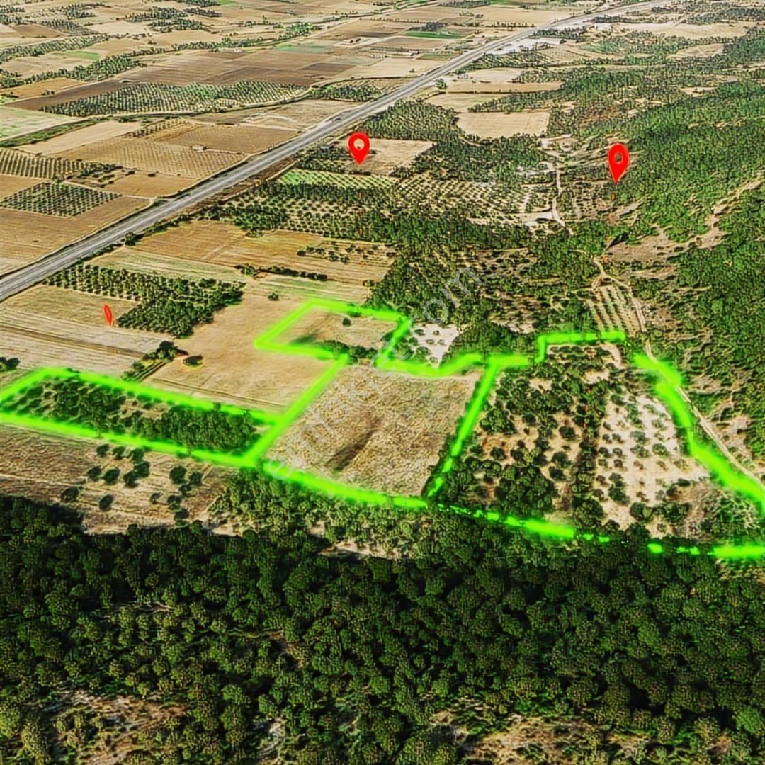 Mir'den Manisa-gelenbe'de, 34.400 M² Üç Parsel Satılık Zeytinlik - Görsel 3
