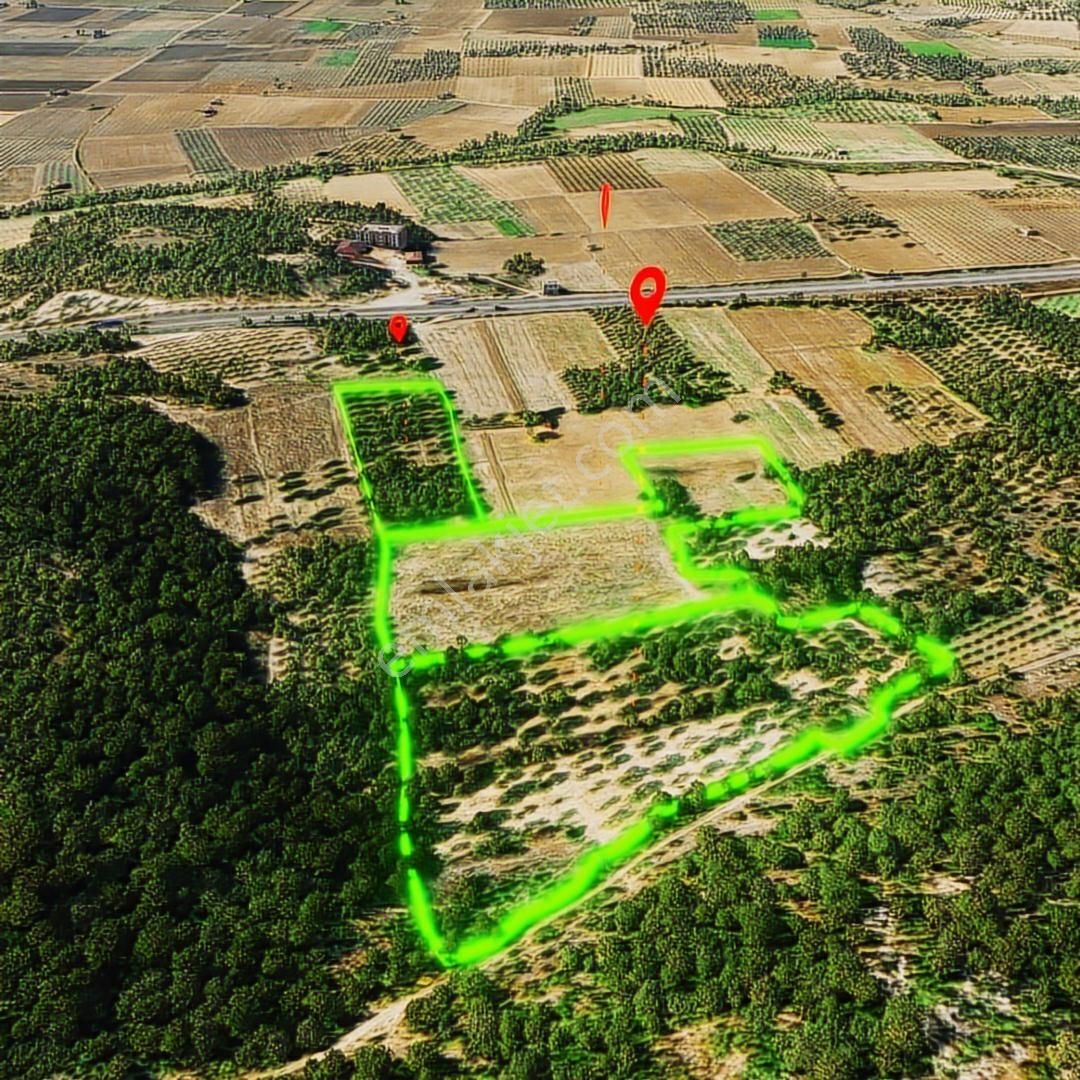 Mir'den Manisa-gelenbe'de, 34.400 M² Üç Parsel Satılık Zeytinlik - Görsel 4