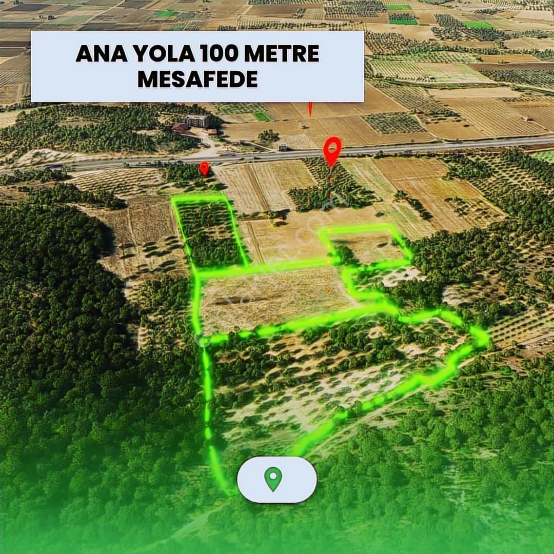 Mir'den Manisa-gelenbe'de, 34.400 M² Üç Parsel Satılık Zeytinlik - Görsel 12