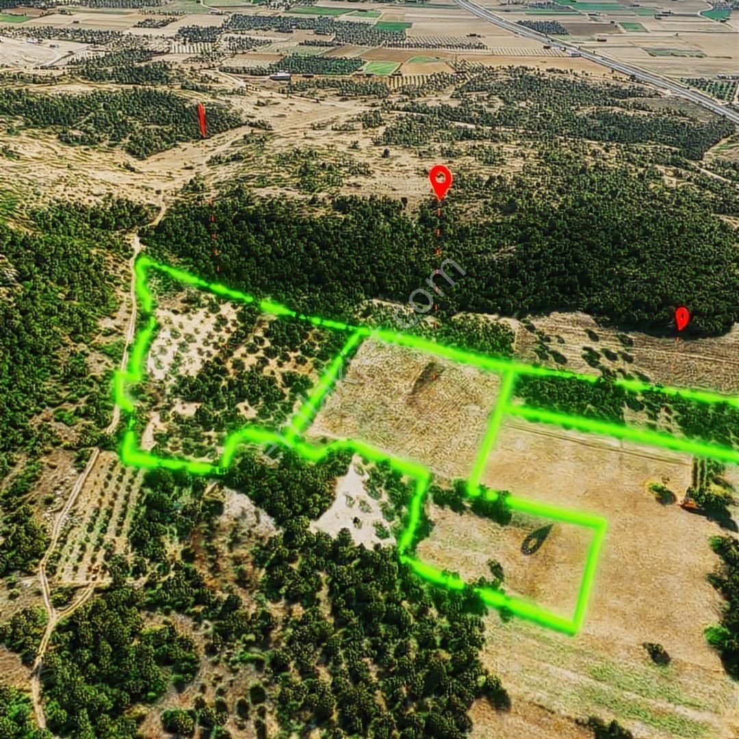 Mir'den Manisa-gelenbe'de, 34.400 M² Üç Parsel Satılık Zeytinlik - Görsel 15
