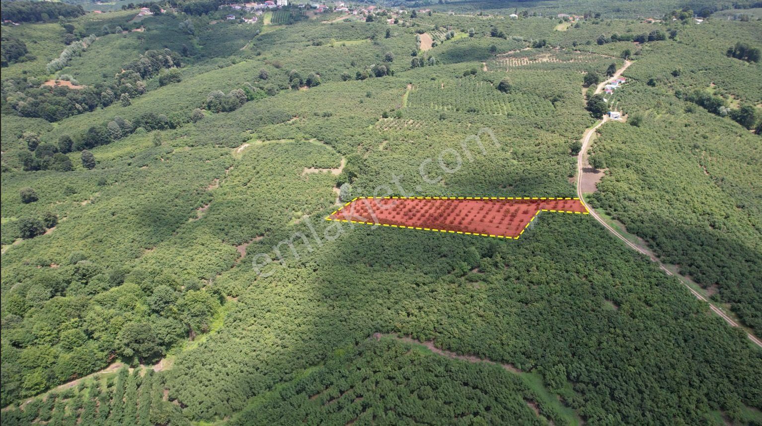 Ferizli Nalköy'de 5 Dönüm Fındık Bahçesi - Yatırımlık Fırsat - Görsel 2