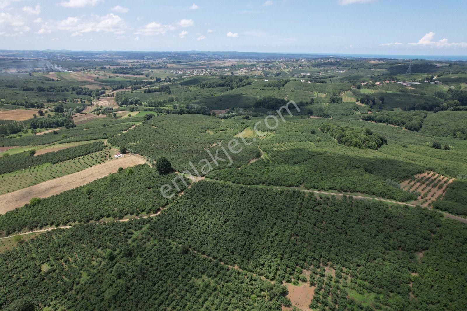 Ferizli Nalköy'de 5 Dönüm Fındık Bahçesi - Yatırımlık Fırsat - Görsel 3