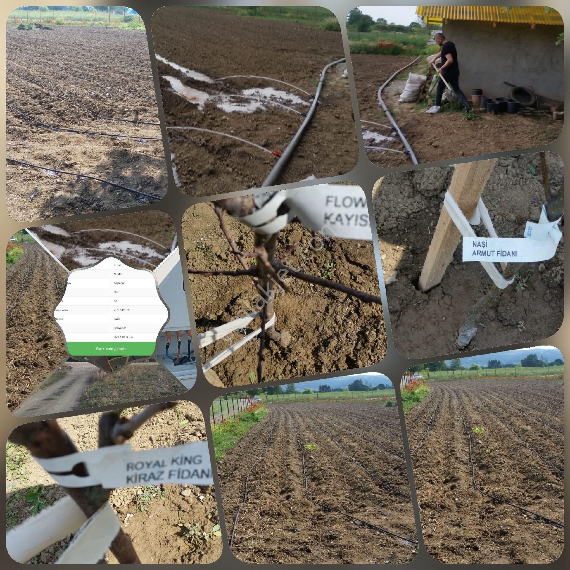 Bursa Nilüfer Yaylacık Tapu Ürünlü - Görsel 17