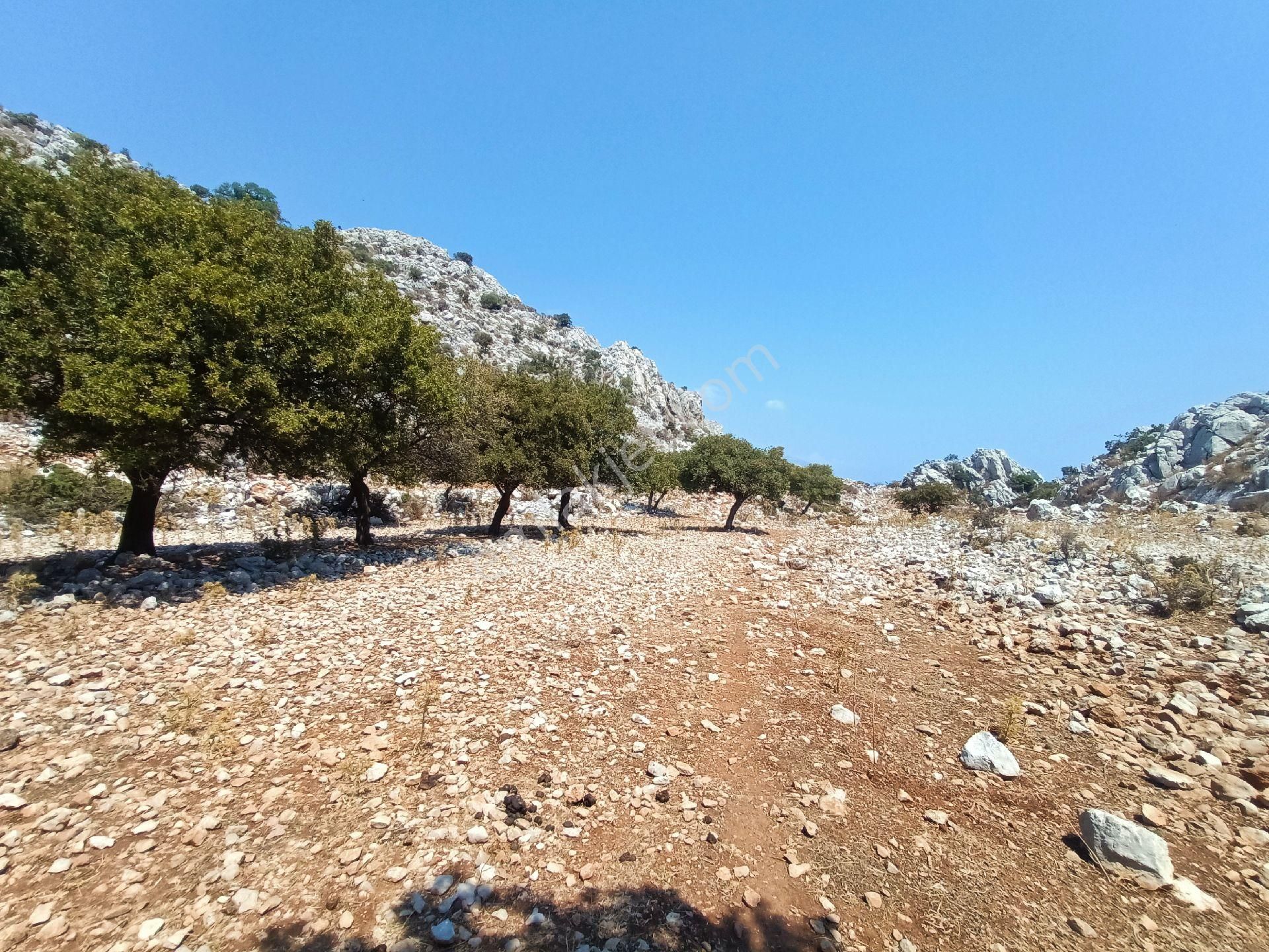 Joker: Denize 900 Metre Resmi Yol Cephe Yüksek M2 Satılık Tarla - Görsel 4