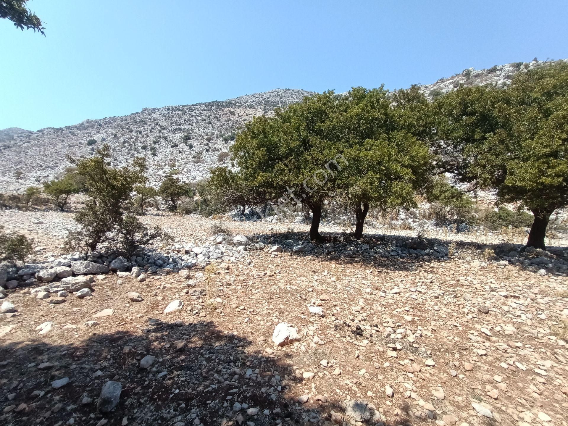 Joker: Denize 900 Metre Resmi Yol Cephe Yüksek M2 Satılık Tarla - Görsel 28