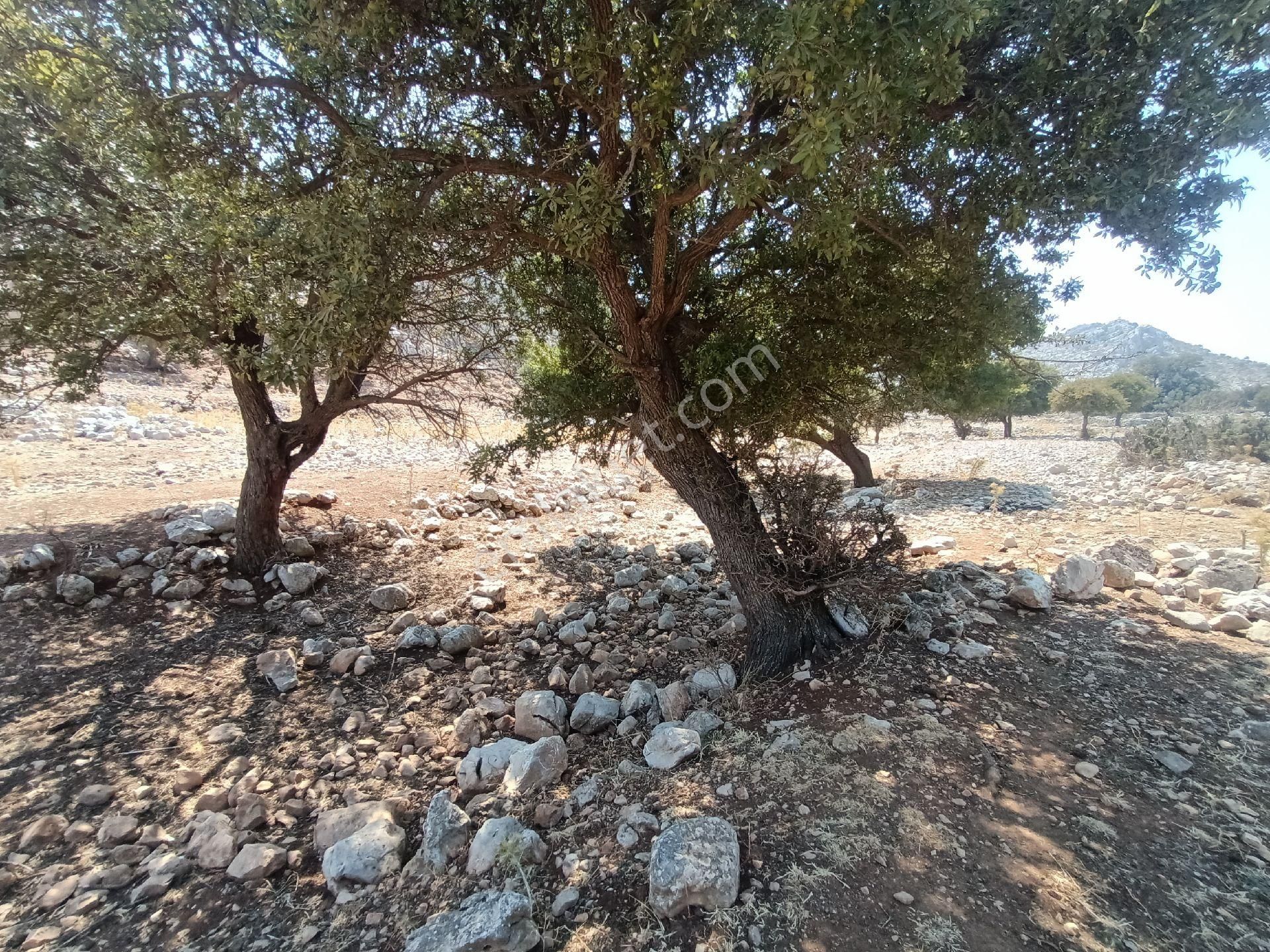 Joker: Denize 900 Metre Resmi Yol Cephe Yüksek M2 Satılık Tarla - Görsel 29