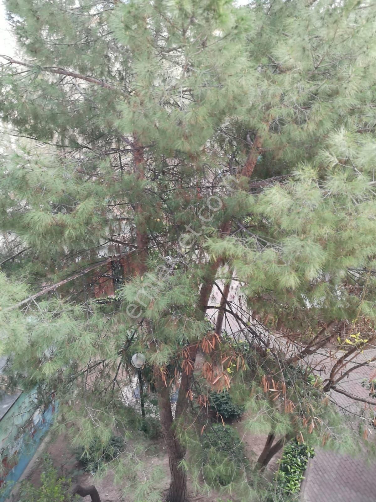 Alsancak Spor Salonu Trt Sağlık Hastane Kızılkanat Sit 2+1 Daire - Görsel 21