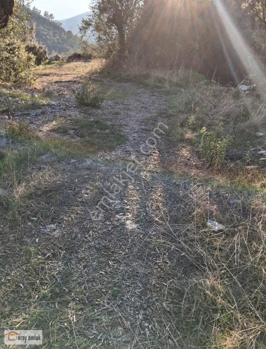 Milas Karşıyaka Mahallesinde Baraj Manzaralı 4000 M2 Zeytinlik - Görsel 4