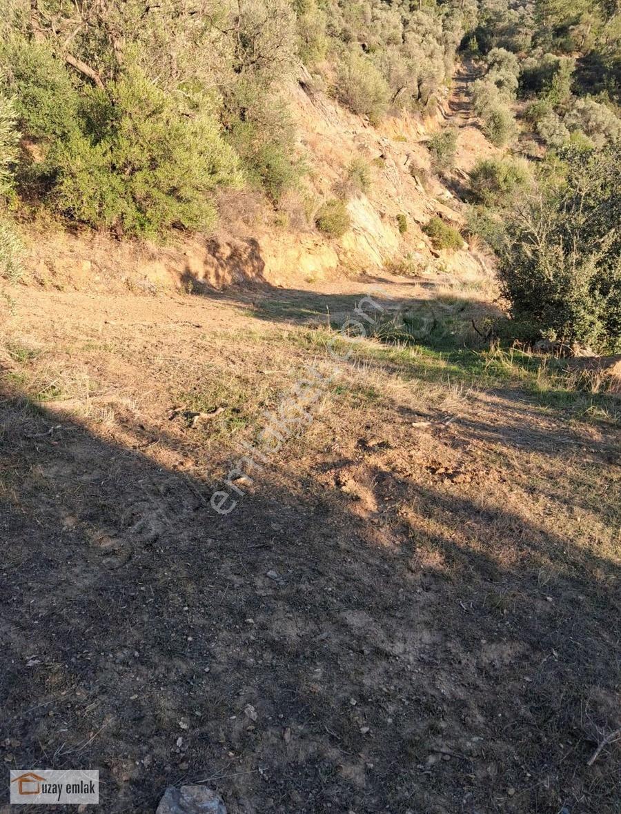 Milas Karşıyaka Mahallesinde Baraj Manzaralı 4000 M2 Zeytinlik - Görsel 2