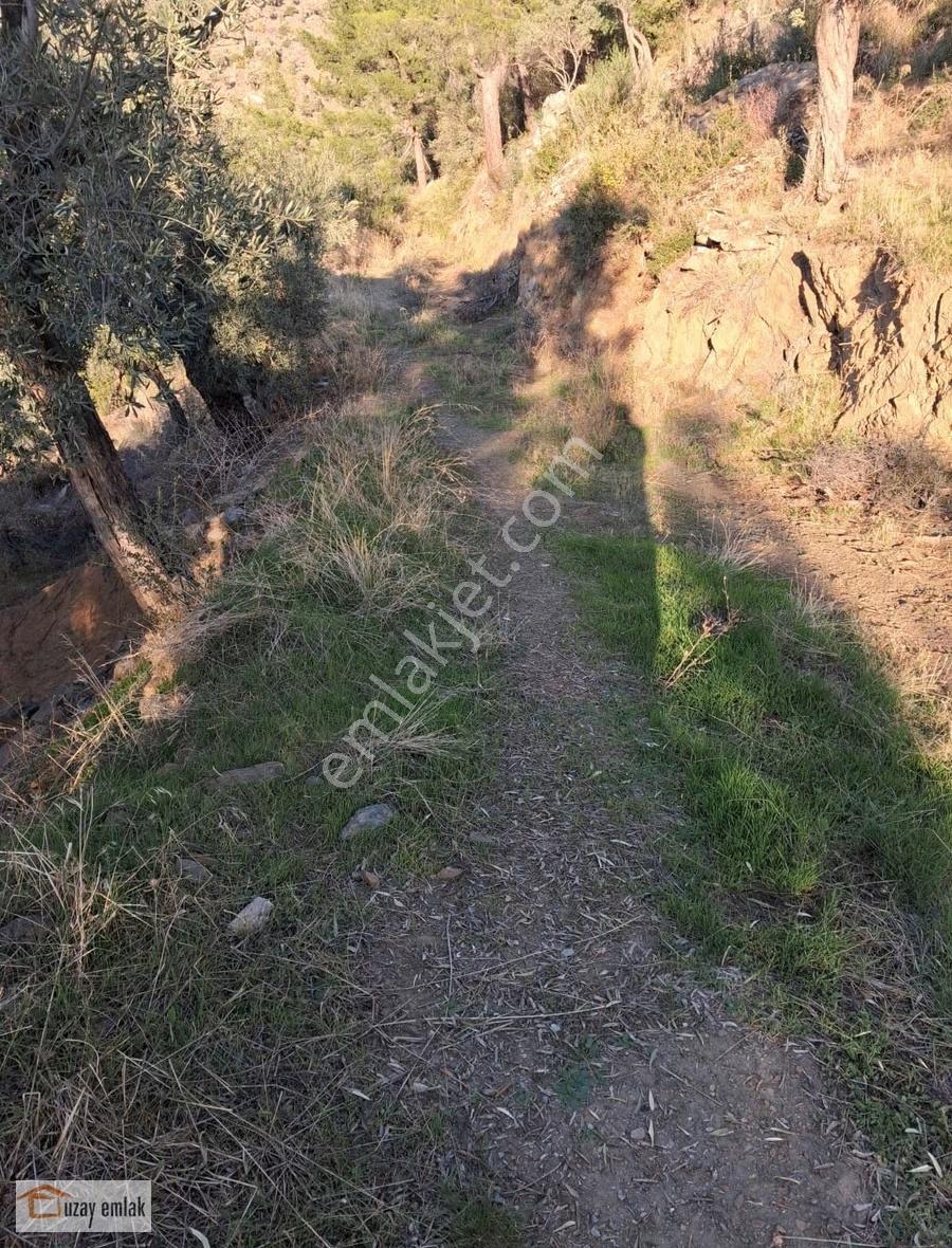 Milas Karşıyaka Mahallesinde Baraj Manzaralı 4000 M2 Zeytinlik - Görsel 14