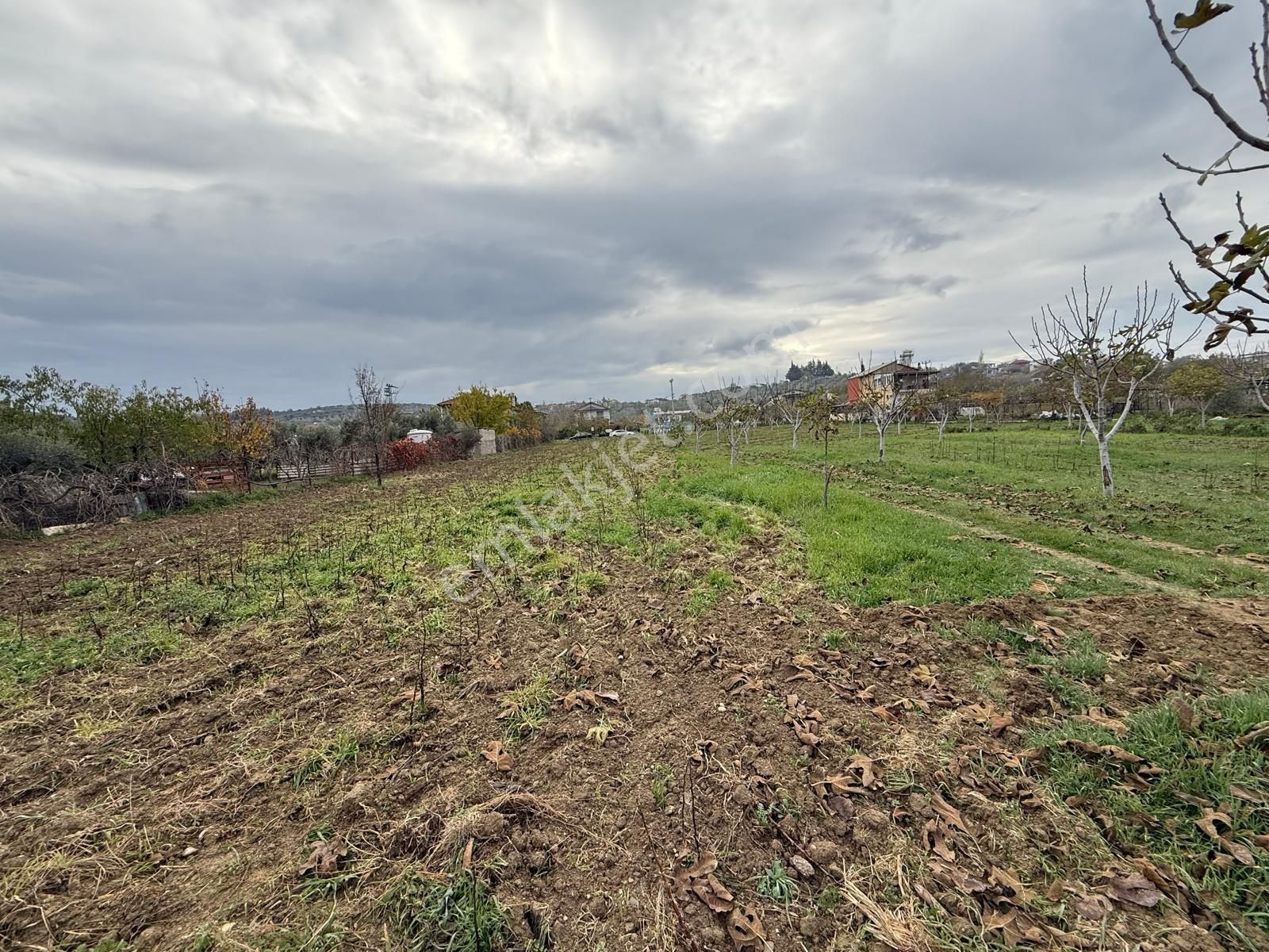 İzmir Torbalı Bozköy'de Köy İçi Asfalt Yola Cepheli 2250m2 Kuyusu Olan Satılık Bağ Bahçe Zeytinlik - Görsel 20