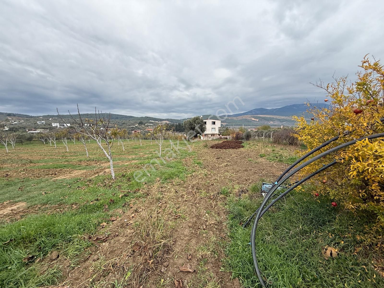 İzmir Torbalı Bozköy'de Köy İçi Asfalt Yola Cepheli 2250m2 Kuyusu Olan Satılık Bağ Bahçe Zeytinlik - Görsel 22