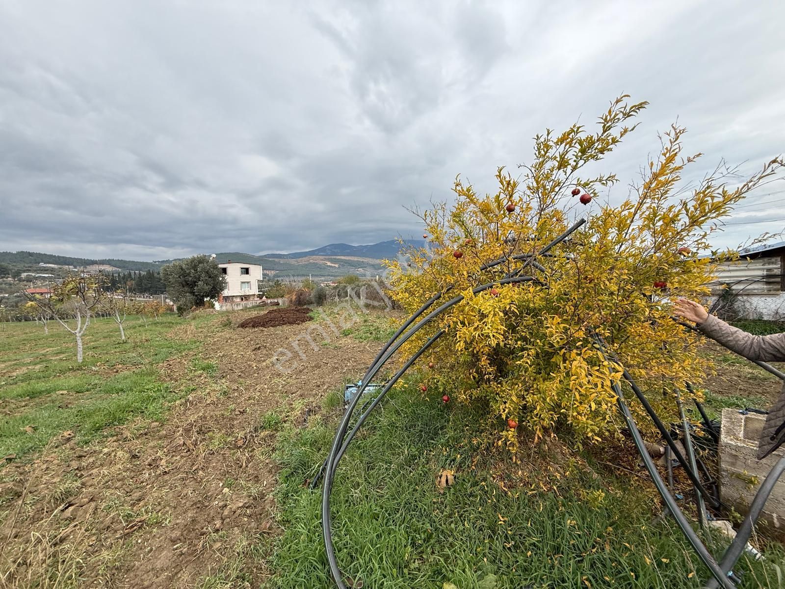 İzmir Torbalı Bozköy'de Köy İçi Asfalt Yola Cepheli 2250m2 Kuyusu Olan Satılık Bağ Bahçe Zeytinlik - Görsel 15