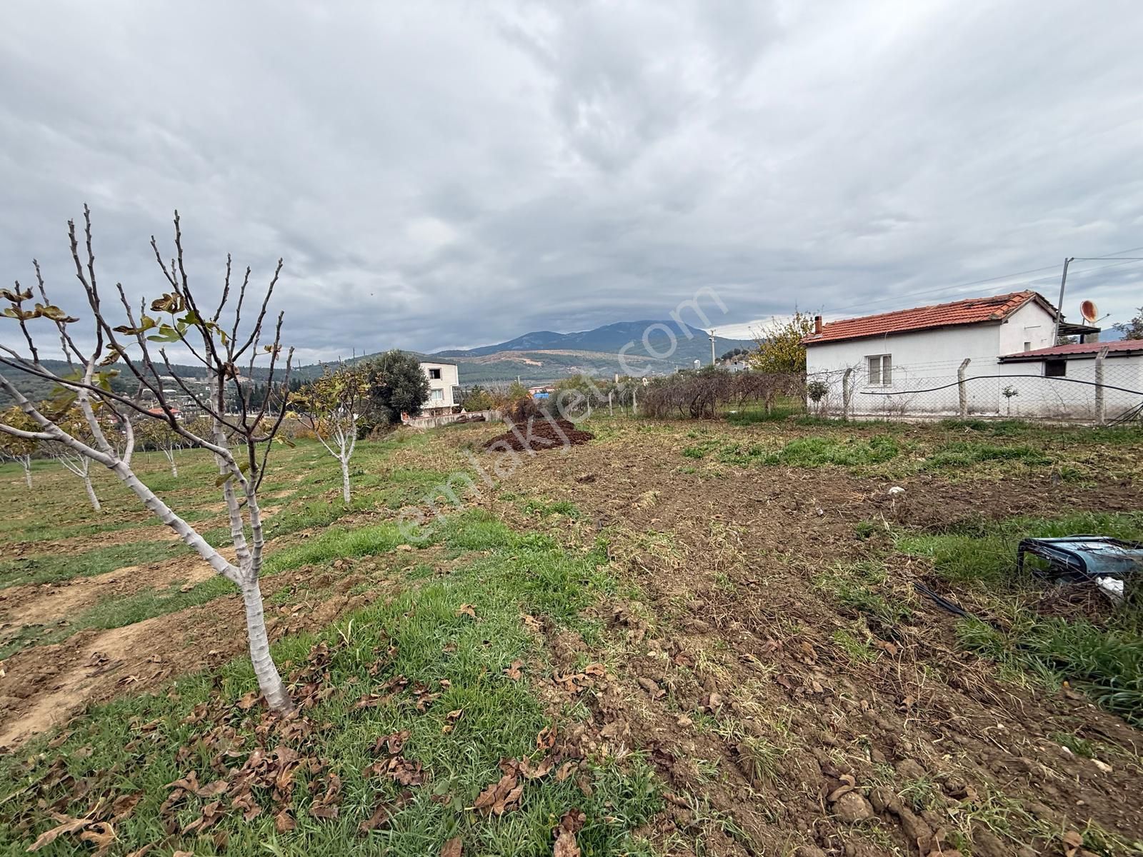 İzmir Torbalı Bozköy'de Köy İçi Asfalt Yola Cepheli 2250m2 Kuyusu Olan Satılık Bağ Bahçe Zeytinlik - Görsel 16
