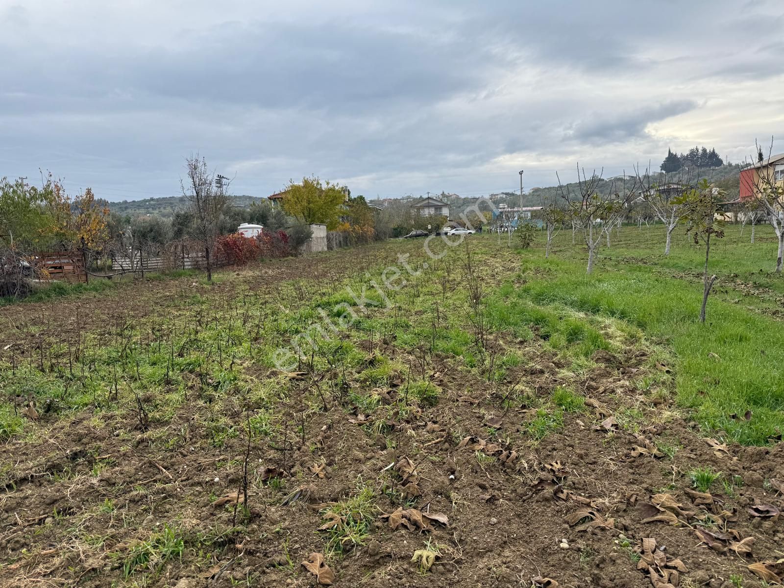 İzmir Torbalı Bozköy'de Köy İçi Asfalt Yola Cepheli 2250m2 Kuyusu Olan Satılık Bağ Bahçe Zeytinlik - Görsel 13