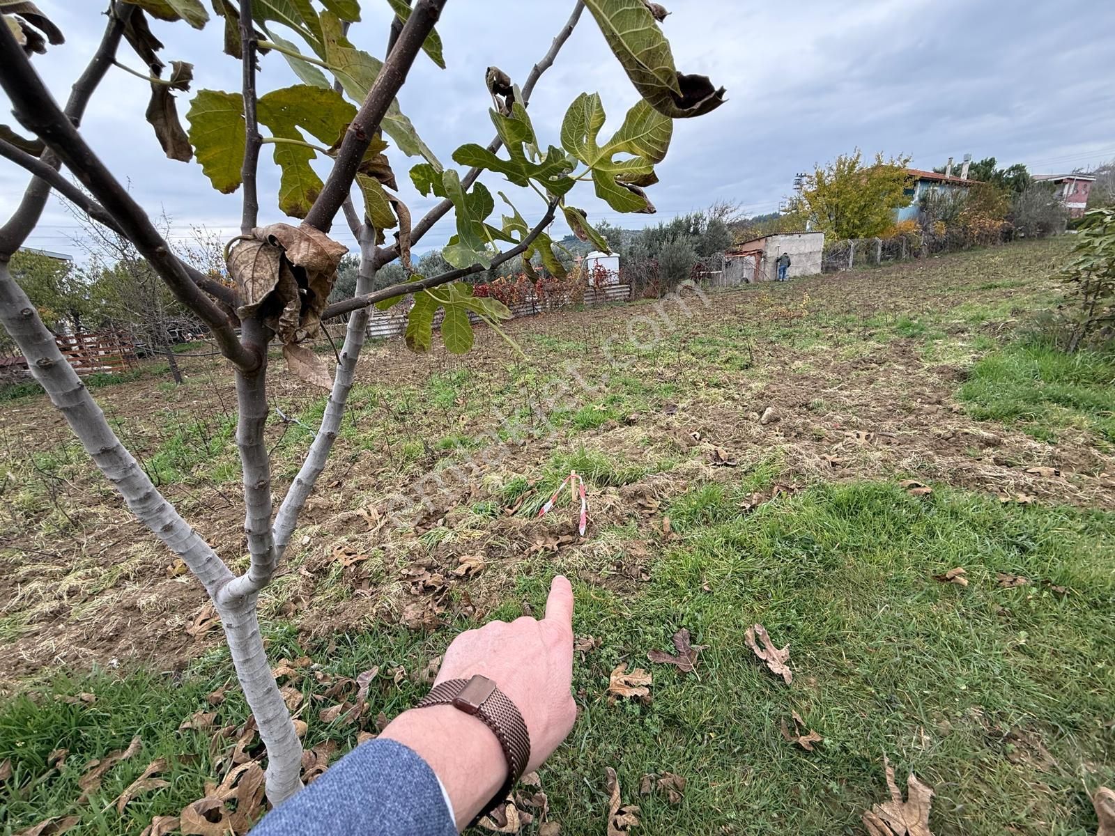 İzmir Torbalı Bozköy'de Köy İçi Asfalt Yola Cepheli 2250m2 Kuyusu Olan Satılık Bağ Bahçe Zeytinlik - Görsel 19