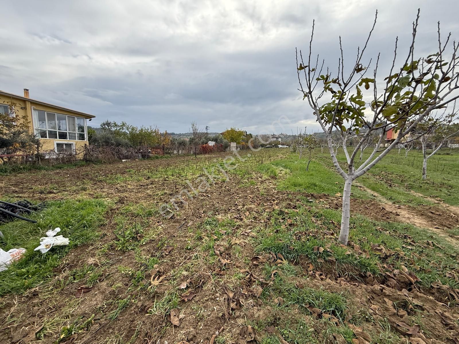 İzmir Torbalı Bozköy'de Köy İçi Asfalt Yola Cepheli 2250m2 Kuyusu Olan Satılık Bağ Bahçe Zeytinlik - Görsel 18