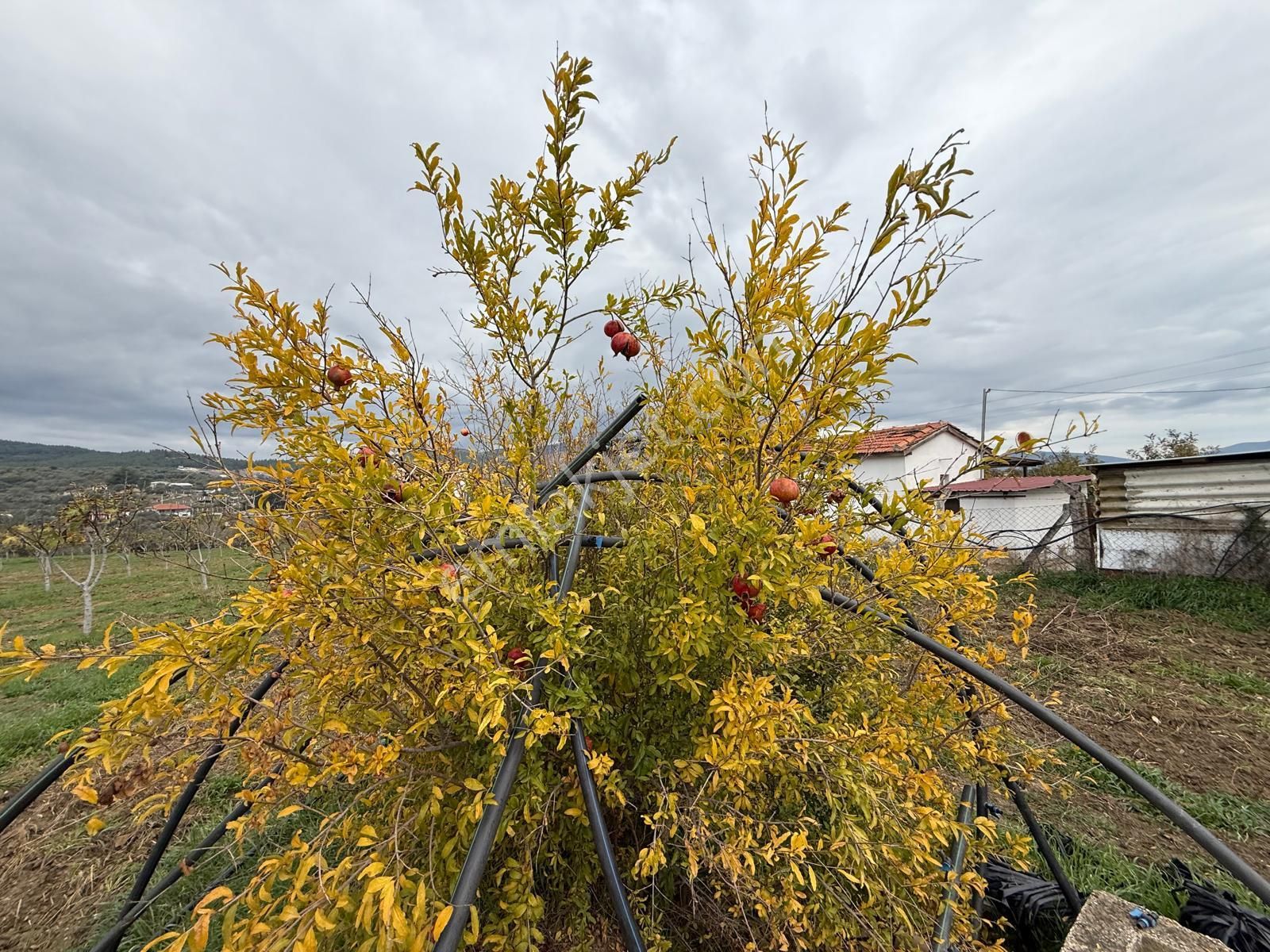 İzmir Torbalı Bozköy'de Köy İçi Asfalt Yola Cepheli 2250m2 Kuyusu Olan Satılık Bağ Bahçe Zeytinlik - Görsel 29