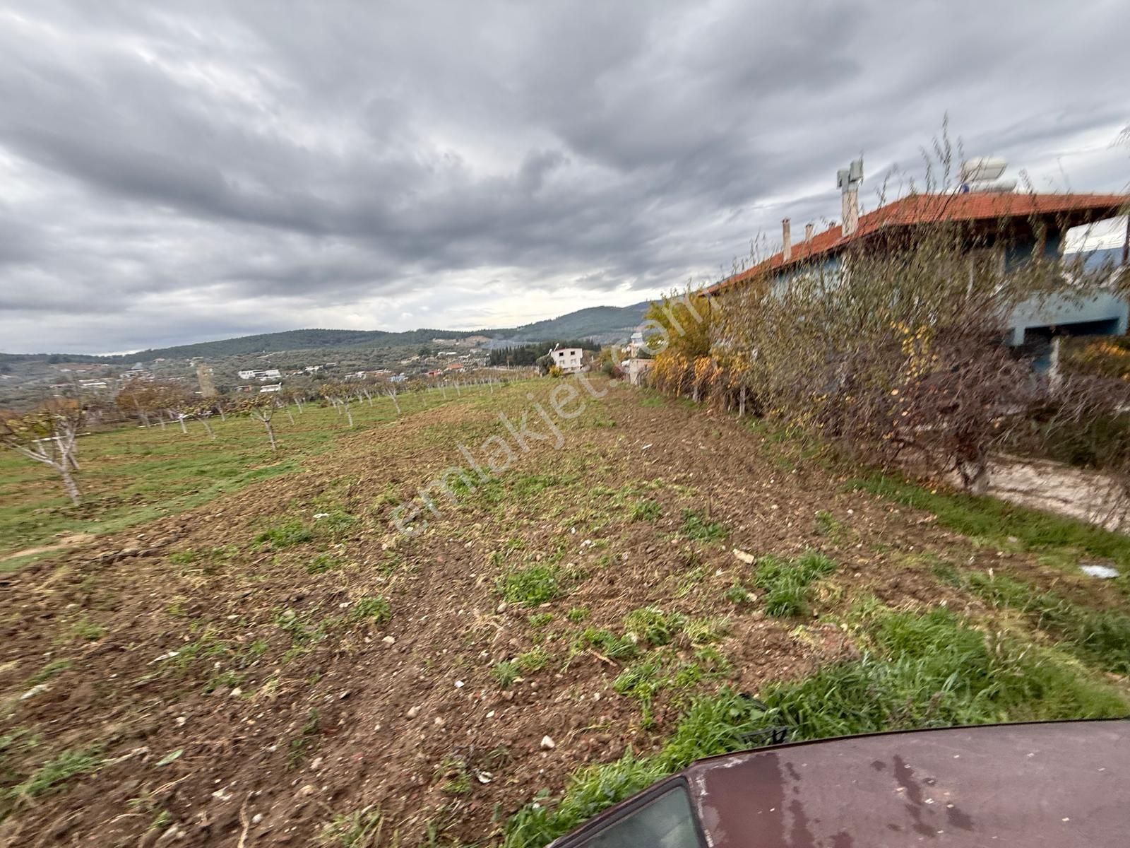 İzmir Torbalı Bozköy'de Köy İçi Asfalt Yola Cepheli 2250m2 Kuyusu Olan Satılık Bağ Bahçe Zeytinlik - Görsel 12