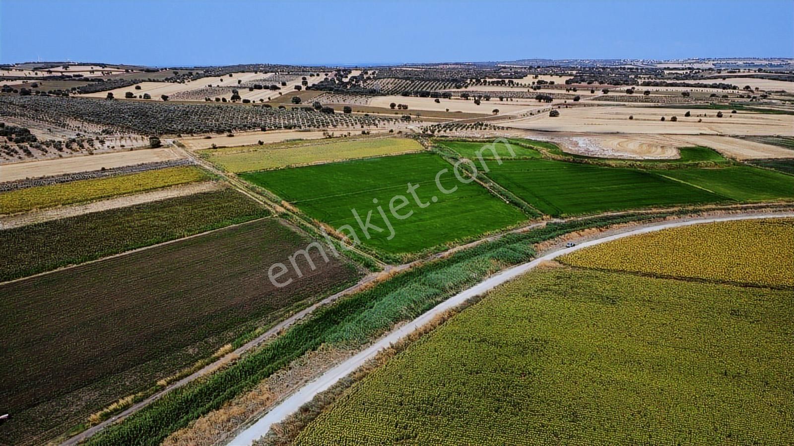 Çanakkale Ezine Mahmudiye Ova Arazisi Satılık Tarla - Görsel 4