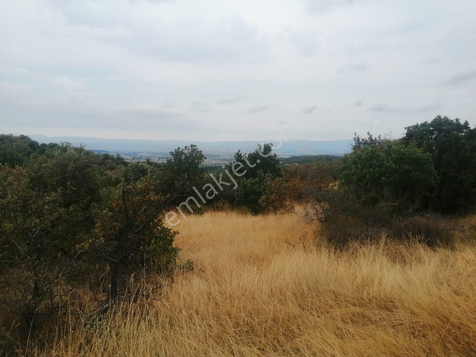 Çanakkale Ezine Köprübaşı Satılık Tarla - Görsel 2