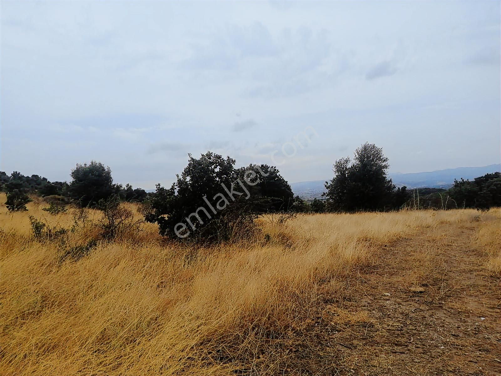 Çanakkale Ezine Köprübaşı Satılık Tarla - Görsel 7