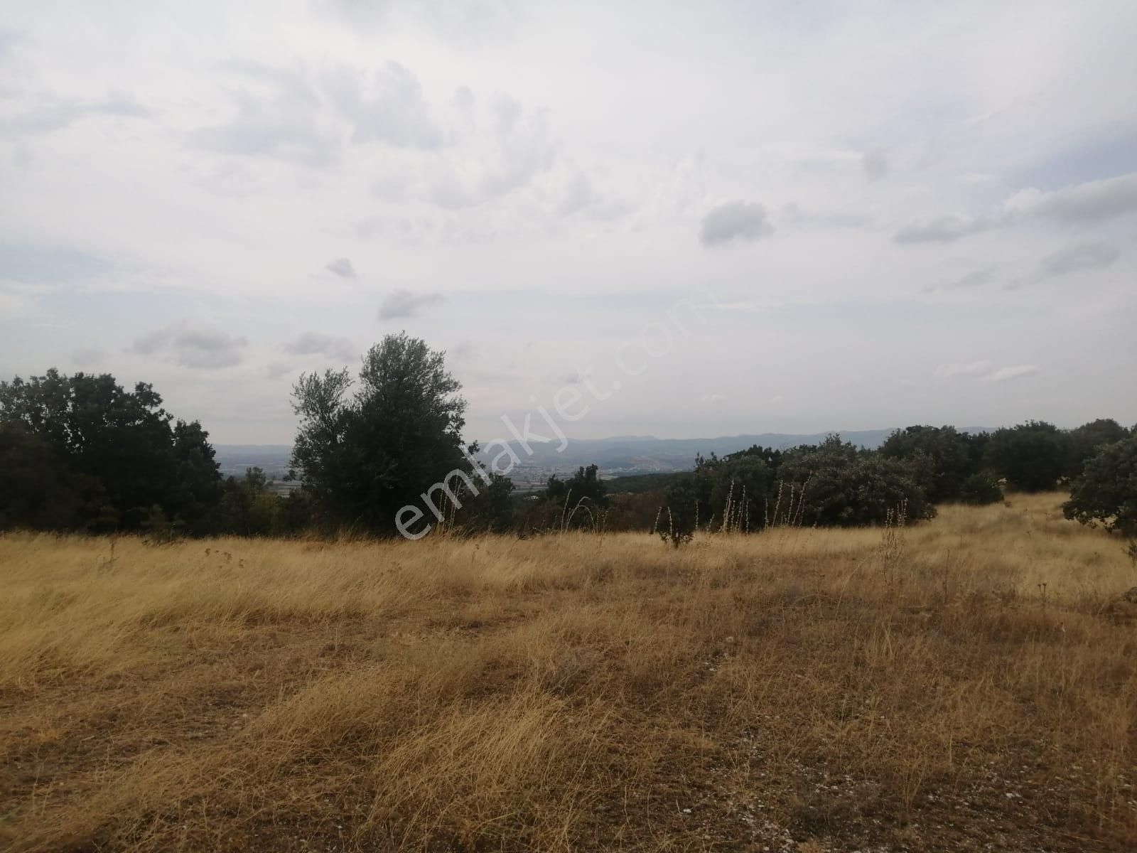 Çanakkale Ezine Köprübaşı Satılık Tarla - Görsel 5