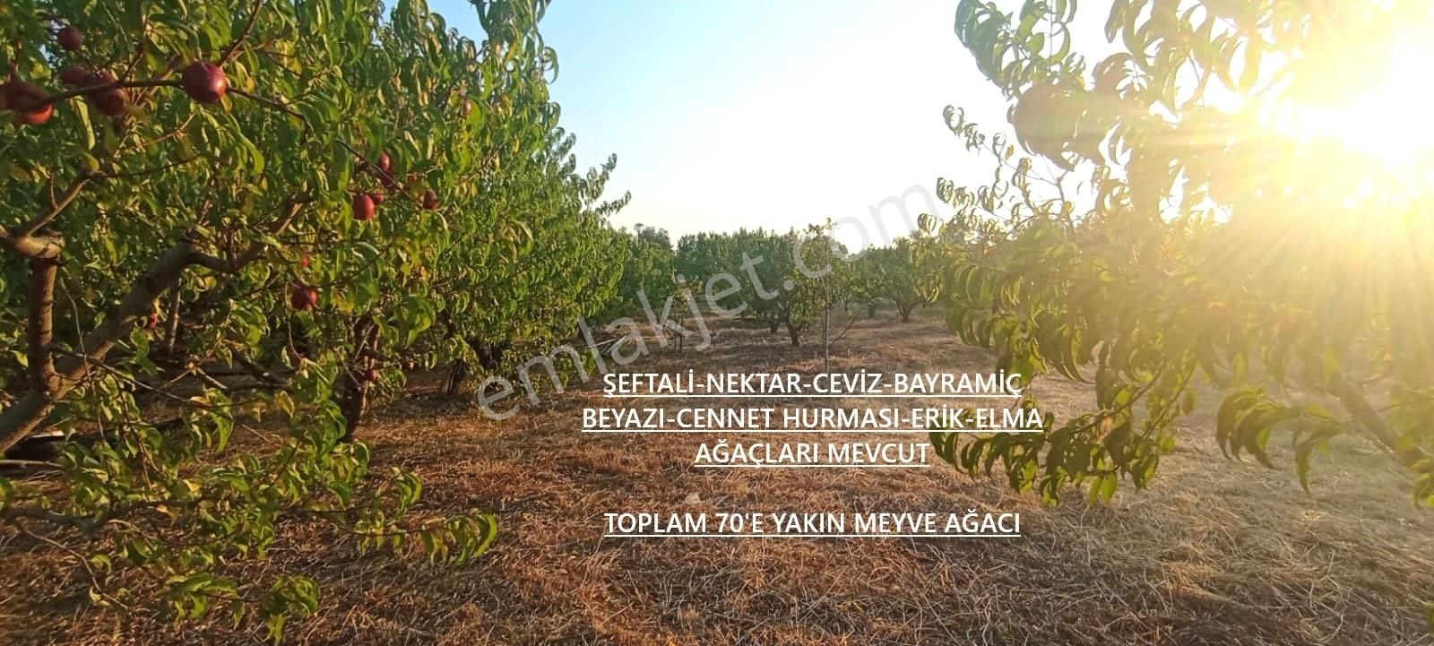 Çanakkale Bayramiç Satılık 3 Dönüm Tarla