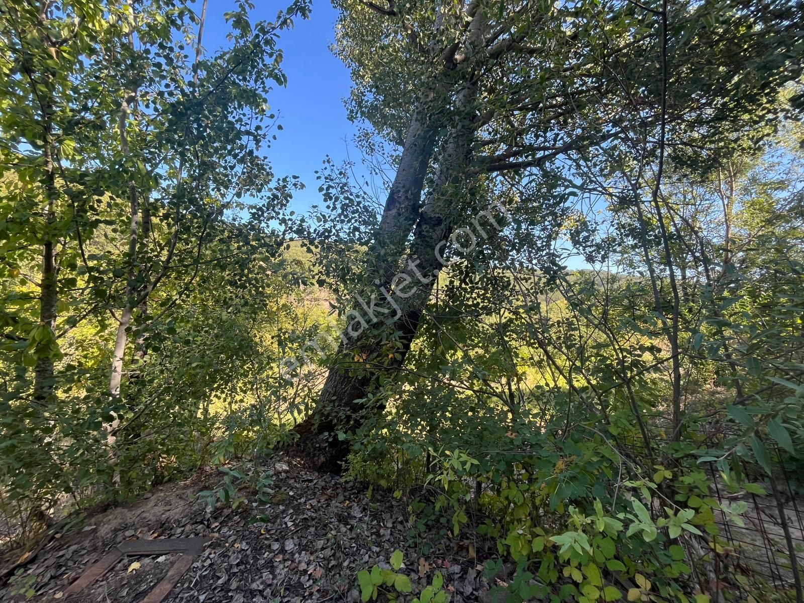 Bursa Keles Delice Köyü Satılık Arazi - Görsel 2