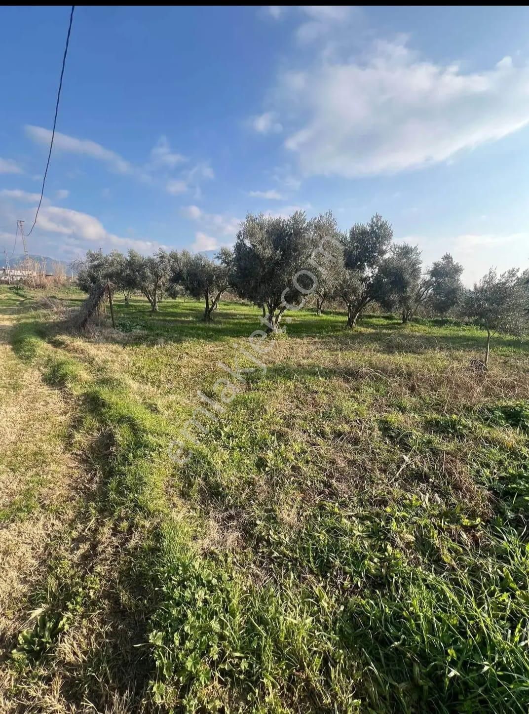 📌durasallı Da Satılık 957 Mt Bahçe - Görsel 2