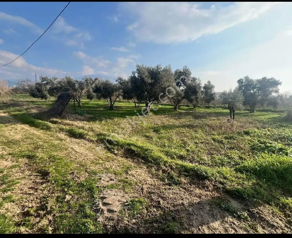 📌durasallı Da Satılık 957 Mt Bahçe - Görsel 8