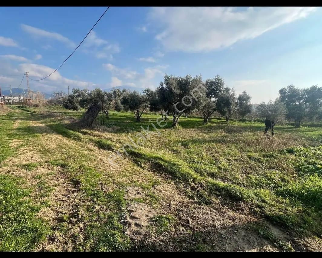 📌durasallı Da Satılık 957 Mt Bahçe - Görsel 6