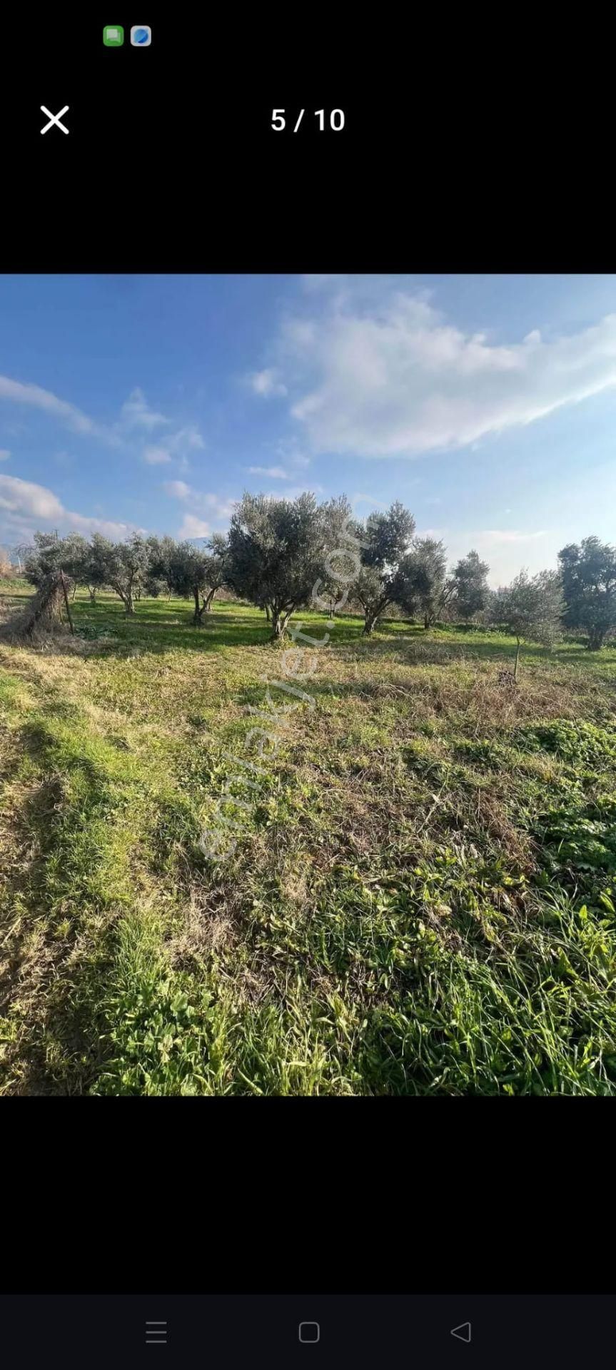 📌durasallı Da Satılık 957 Mt Bahçe - Görsel 10