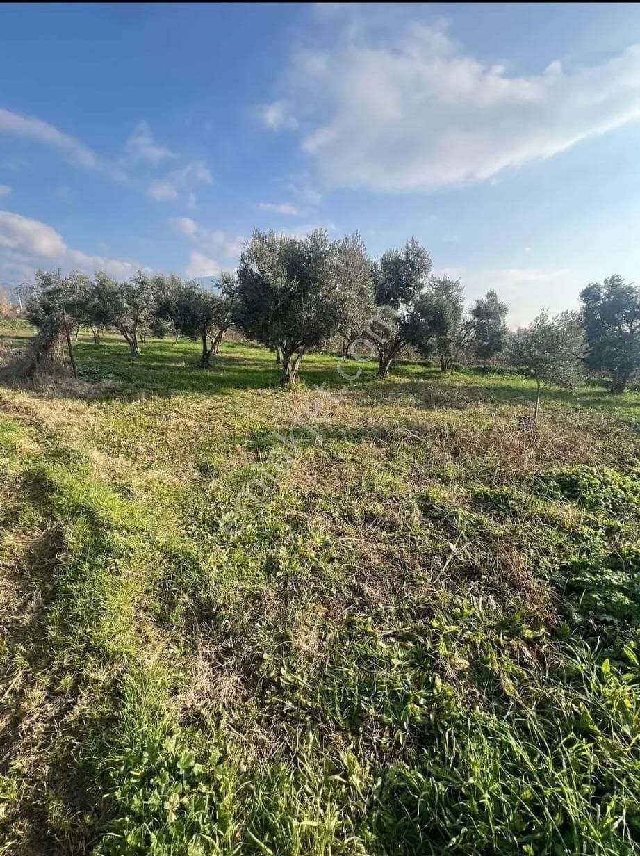 📌durasallı Da Satılık 957 Mt Bahçe - Görsel 13