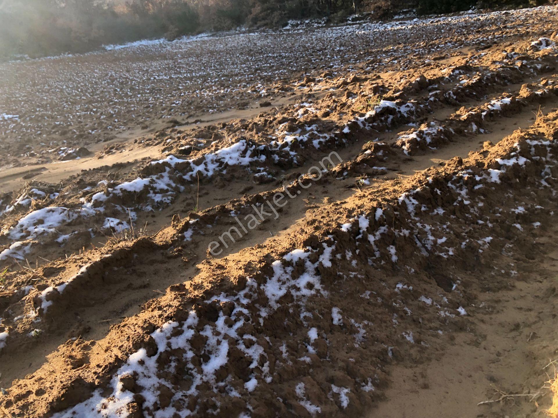 Şarköy De Işık Emlaktan Cengelli Mah De 5000 M2 Tarla - Görsel 9