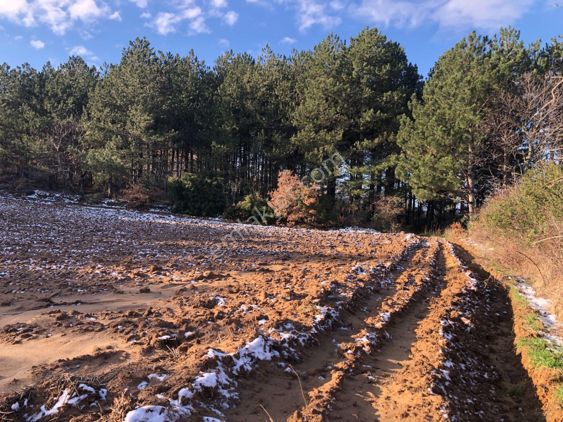 Şarköy De Işık Emlaktan Cengelli Mah De 5000 M2 Tarla - Görsel 10