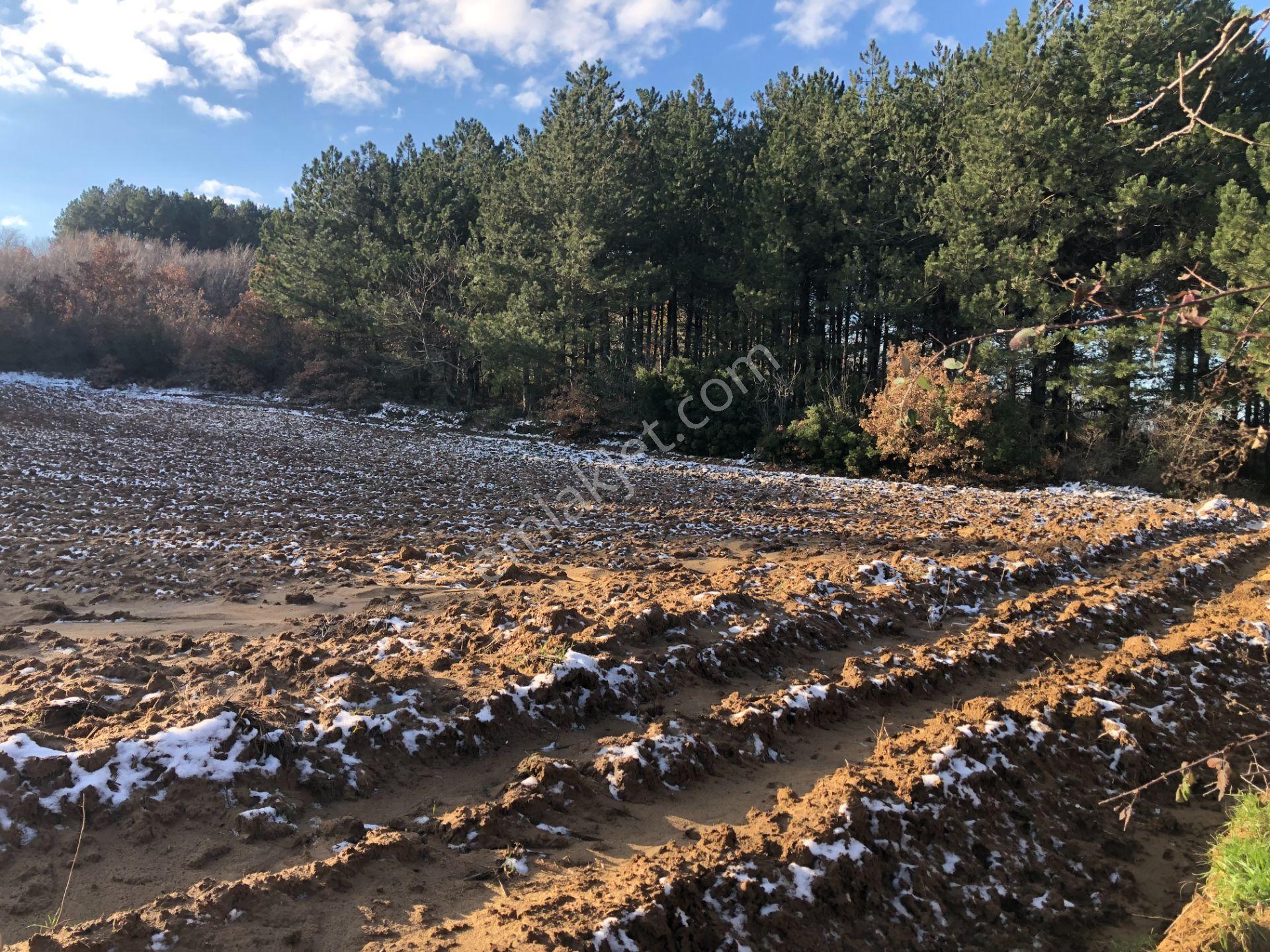 Şarköy De Işık Emlaktan Cengelli Mah De 5000 M2 Tarla - Görsel 11