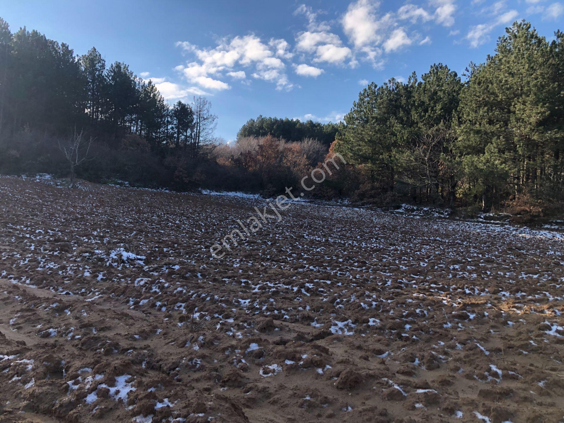 Şarköy De Işık Emlaktan Cengelli Mah De 5000 M2 Tarla - Görsel 2
