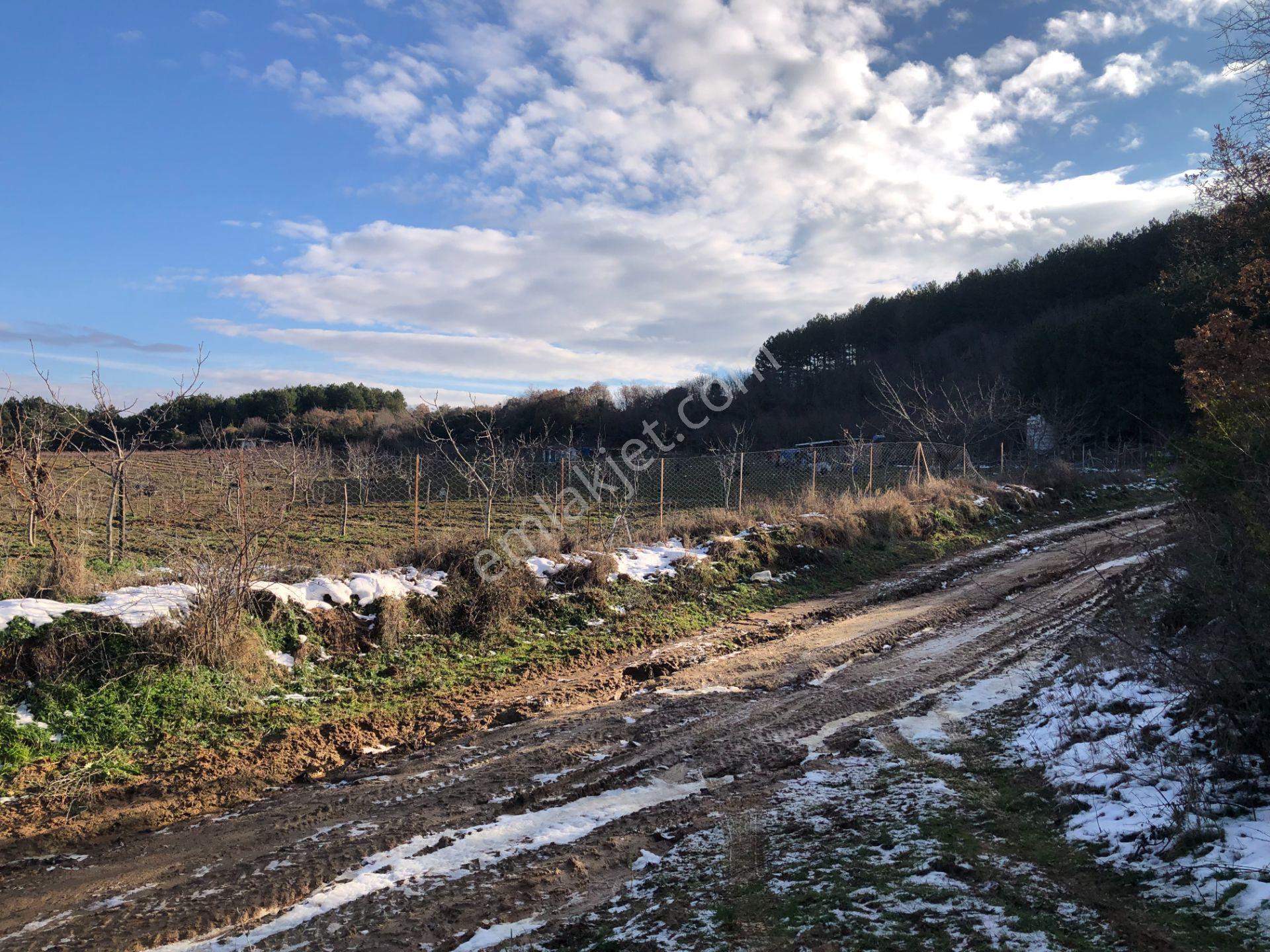 Şarköy De Işık Emlaktan Cengelli Mah De 5000 M2 Tarla - Görsel 14