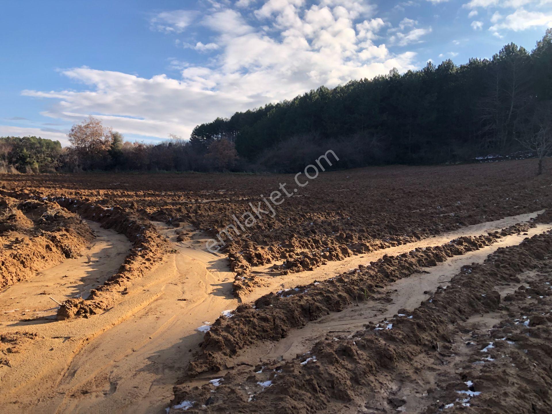 Şarköy De Işık Emlaktan Cengelli Mah De 5000 M2 Tarla - Görsel 6