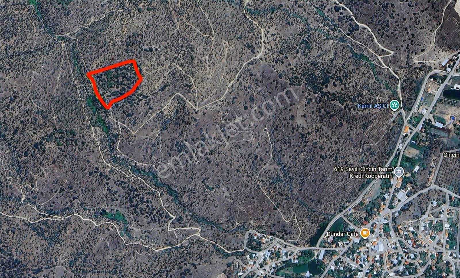 Final'den Koçarlı Cincinde Satılık 5139m2 Zeytinlik