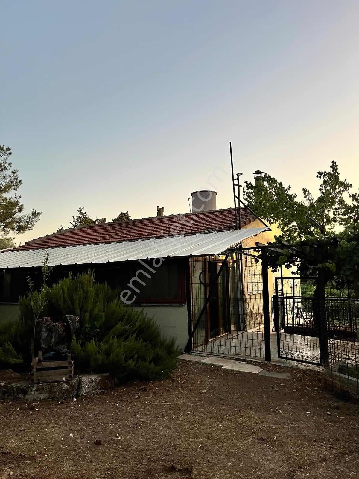 Kaynaklar Pınaraltı Mevkii'nde 14.5 Dönüm Zeytinlik - Görsel 12