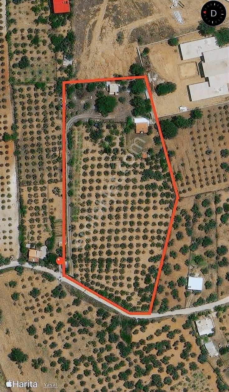 Kaynaklar Pınaraltı Mevkii'nde 14.5 Dönüm Zeytinlik