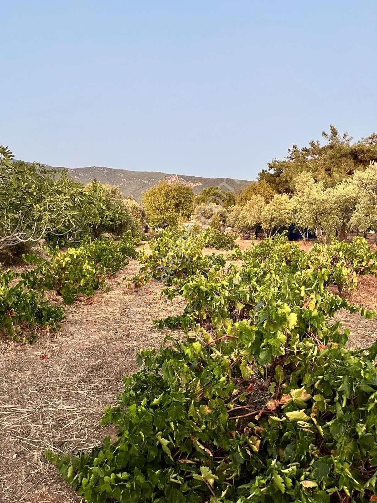 Kaynaklar Pınaraltı Mevkii'nde 14.5 Dönüm Zeytinlik - Görsel 9