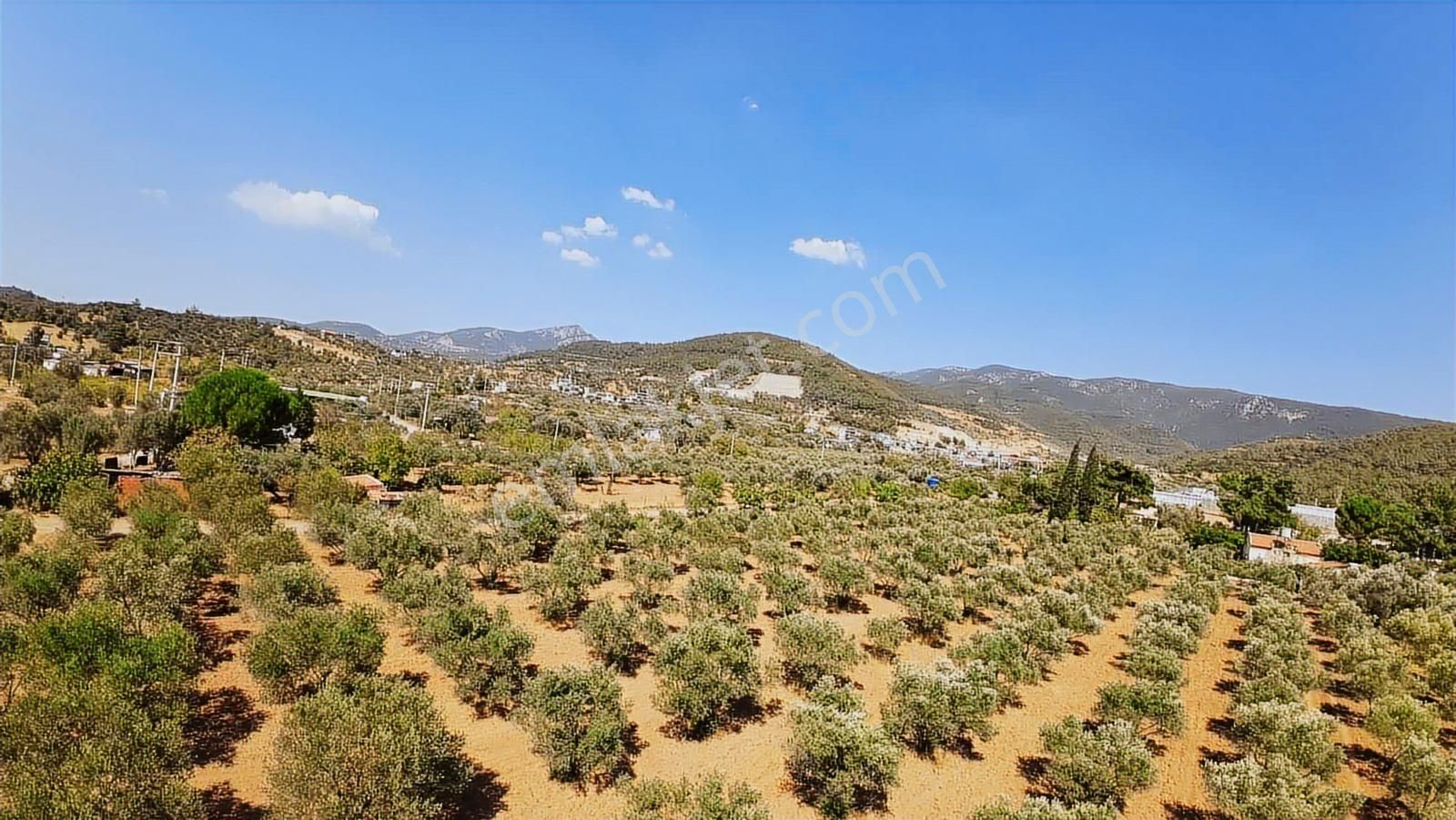 Kaynaklar Pınaraltı Mevkii'nde 14.5 Dönüm Zeytinlik - Görsel 13