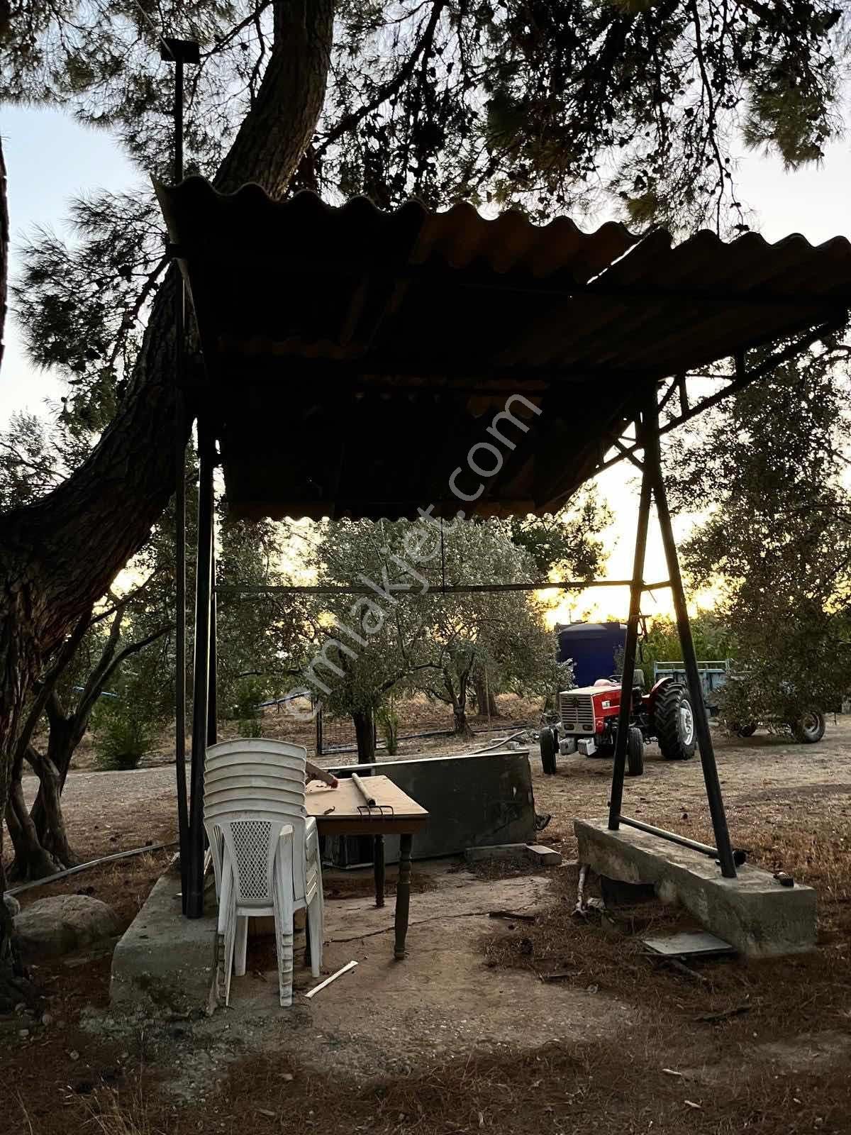 Kaynaklar Pınaraltı Mevkii'nde 14.5 Dönüm Zeytinlik - Görsel 18