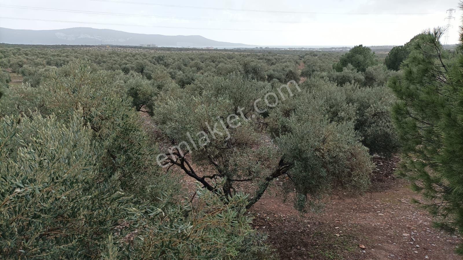 Didim Akbükte İmara Komşu, 40 Dönüm Zeytinlik Sahibinden - Görsel 8